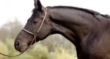 Как да изберете кон за себе си